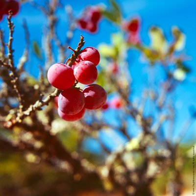 Prunus spinosa