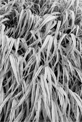 grasses-yellow filter