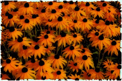 Black eyed Susans