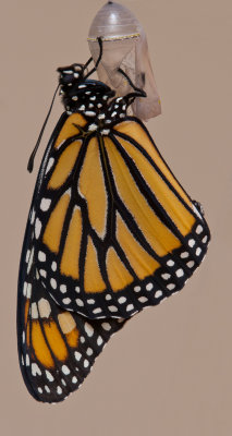 monarch and chrysalis