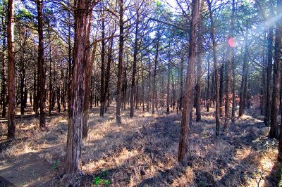 The Parallel Forest.