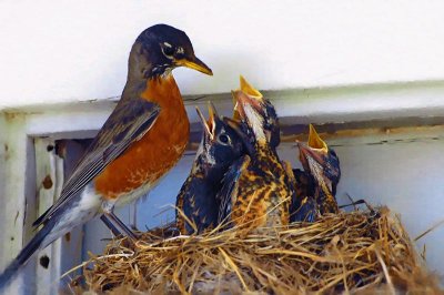Our Robin friends in the backyard