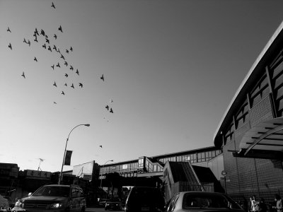 Eagles Over Elmhurst