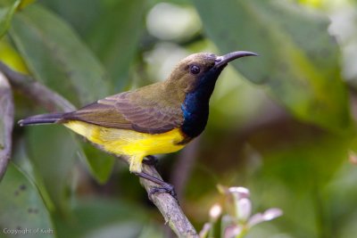Male Olive-Backed Sunbird