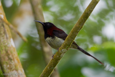 Male Black-throated Sunbird
