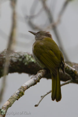 Mountain Bulbul