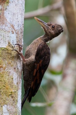 Female Orange-Backed Woodpecker