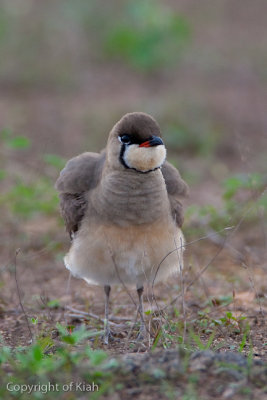 Oriental Pratincole