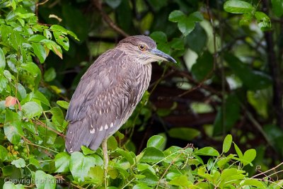 Black-crowned Night Heron