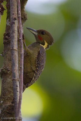 Buff-naped Woodpecker