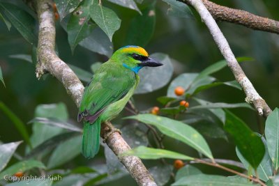 Yellow-crowned Barbet