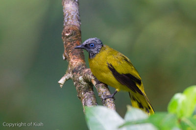 Black Headed Bulbul