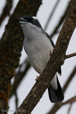 _MG_8624.jpg