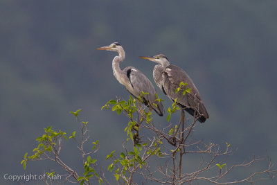 Grey Heron