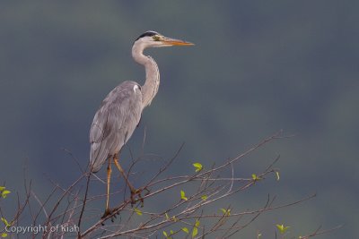 _31E9928.jpg