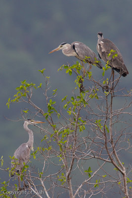 Grey Heron