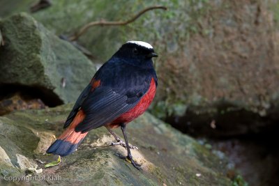 White-capped Redstart (Riverchat)