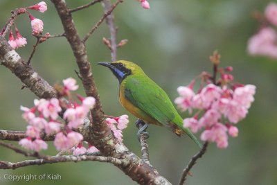 Orange-bellied Leafbirds (Doi Lang)