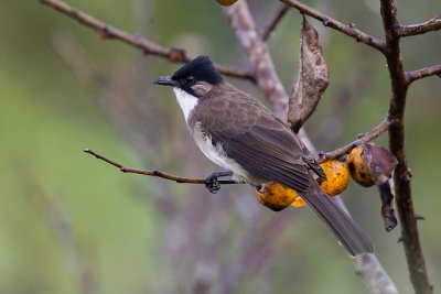 Brown Breasted Bulbul