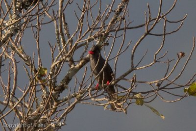 Black Bulbul