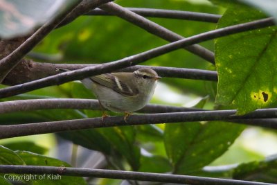 Leaf Warbler (Yet to Identify)