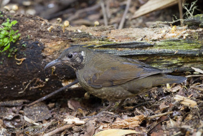 Dark-sided Thrush