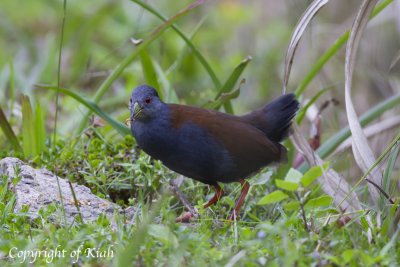 Black-tailed Crake