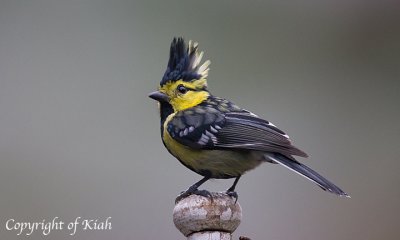 Yellow-Cheeked Tit