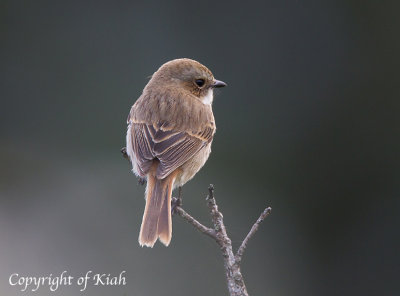 Grey Bushchat at Doi Inthanon