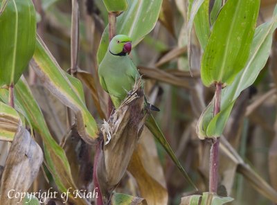 Rose-ringed Parakeet