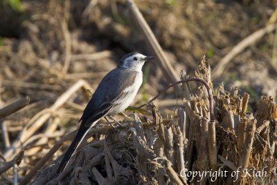 White Wagtail