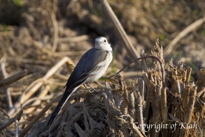 White Wagtail