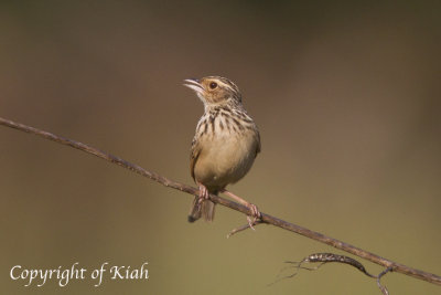 Oriental Skylark