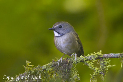 White-gorgetted Flycatcher