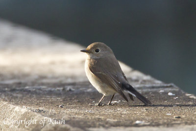 Red-throated Flycatcher