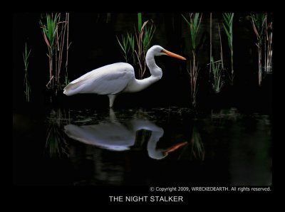 THE NIGHT STALKER.jpg
