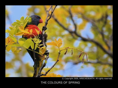 THE COLOURS OF SPRING.jpg