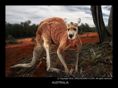 AUSTRALIA.jpg