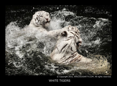 WHITE TIGERS 10.jpg