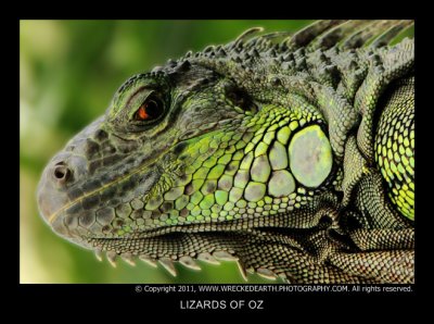 reptiles_and_lizards