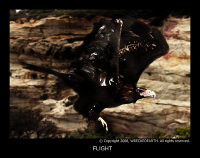 FLIGHT.jpg