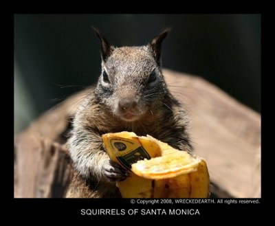 Squirrels of santa monica.jpg