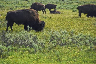Yellowstone-2.jpg