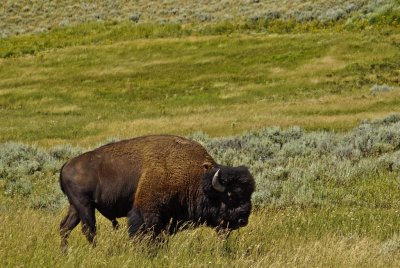 Yellowstone-2706.jpg