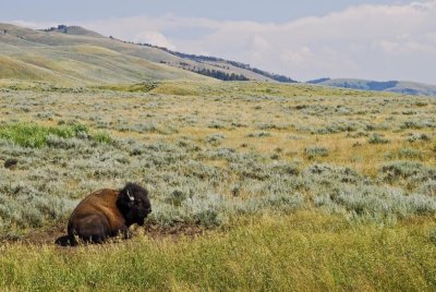 Yellowstone-2713.jpg