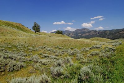 Yellowstone-2729.jpg