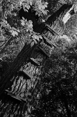 Tree Ladder with Topcon 58mm 1pt4.jpg