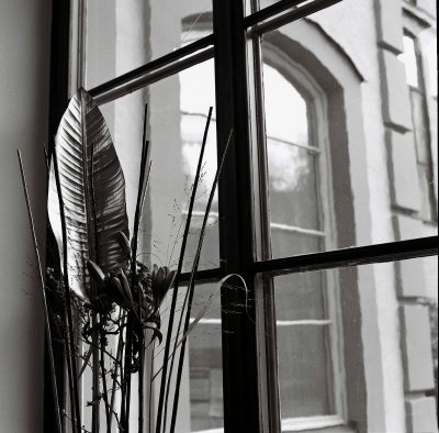 blomma.jpg