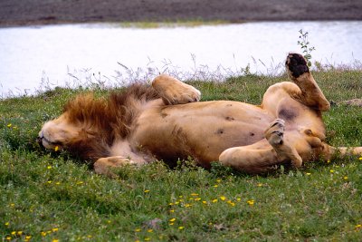 Lion Prone