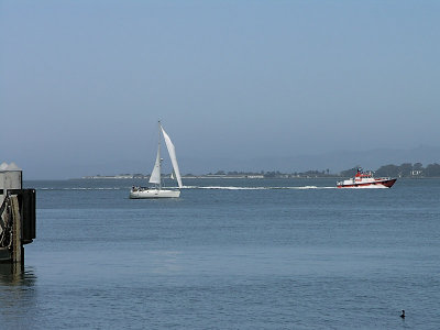 Bird and Boats